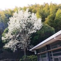 お久しぶりです・・・