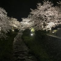 夜桜･･･