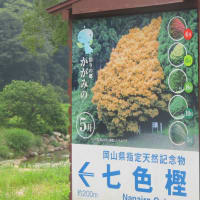 恩原高原スキー場のニッコウキスゲ