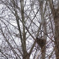 カラスの観察