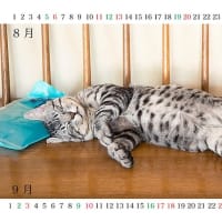 『カレンダー付き猫のイメージ写真』