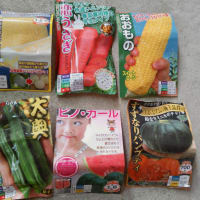 カボチャがうどん粉病にかかってるぅ〜〜！！