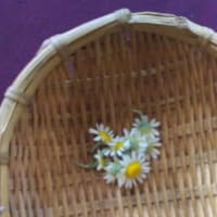 カモミールが花を付け出しました