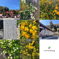 松尾大社の桜や山吹♫