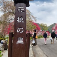 花桃を満喫してきました