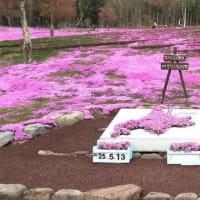 芝ざくら滝上公園、今日明日が見ごろ！