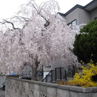 桜、きれいでしょ