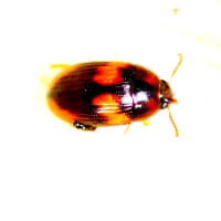 ベニモンキノコゴミムシダマシ　♂