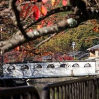 琵琶湖疏水　秋の風景　無料の紅葉スポット（2019･11･24）