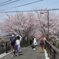 昇開橋と徐福ロードの桜