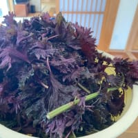 ７月３日　赤紫蘇