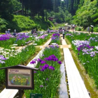 祭り７日目、令和７年６月１９日、見頃
