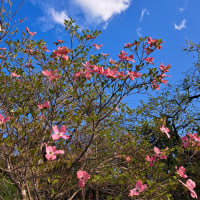 紅白の揃う庭先花水木