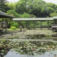 名古屋季節だより150　「白鳥庭園、茶室」