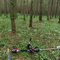2025年7/5　山野草の森