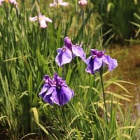 「水元公園の花菖蒲と紫陽花」