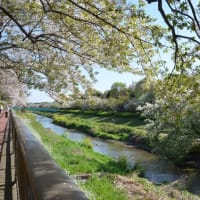 ２０２４年の桜ー野川