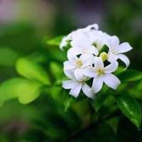Tìm hiểu về mùi hoa nhài và nước hoa mùi hoa nhài