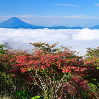 雲海とレンゲツツジと富士山