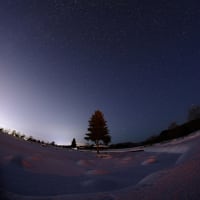 ツリーと星空