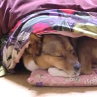 お祖父さんの代わりに投稿