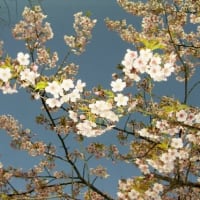 河津桜満開