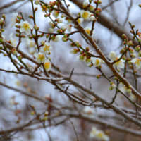昨日一輪、今日は七輪、梅が咲いても４℃の冷風に桜はまだまだ～