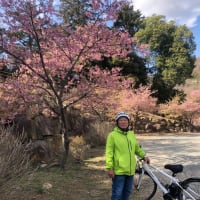河津桜は満開😃