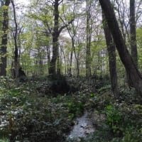 野幌森林公園・エゾユズリハコースへ