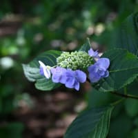 赤堀花しょうぶ園・荻窪公園アジサイの丘