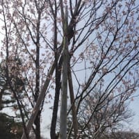 世界遺産で花見