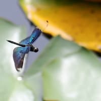睡蓮の花咲く池で翔回るチョウトンボ