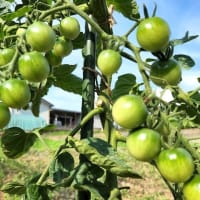 夏野菜の収穫