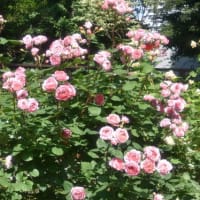 四季の香ローズガーデン　八重の花びらが多いバラ　　　19