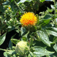 庭の花