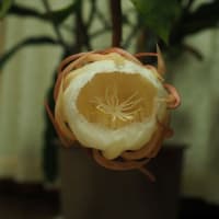 月下美人の第一回目開花2025