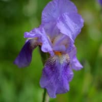 夏の花達２）アヤメの仲間
