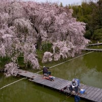 サクラ公園　枝垂れ桜