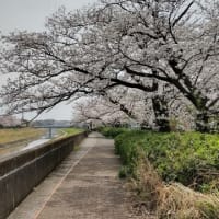 本日の桜