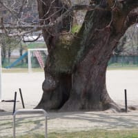 三重県伊賀市、馬場「阿山小学校（河合小学校）のセンダン」（市指定）です！！