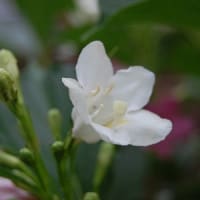 庭の花