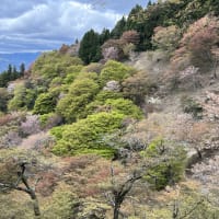 吉野の桜