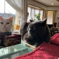 2月22日　猫の日