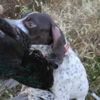 イングリッシュ　ポインターの仔犬