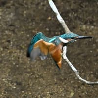 いつもの公園