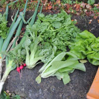 豆類の定植とお知らせ