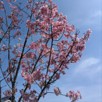 ネオパーサ静岡〜ちょっとお花見