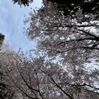 お花見①お寺のエドヒガンと氏神様の桜
