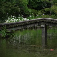 梅宮大社　花菖蒲