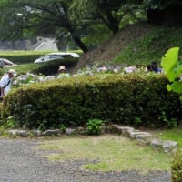 今年の鹿央蓮園・・・2025年7月
